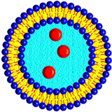 liposomes