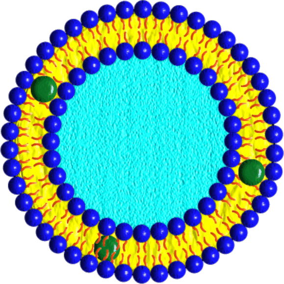 liposomes